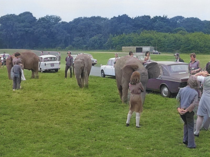 The elephants come to say hello to some of the visitors to Lambton Lion Park in August 1974.