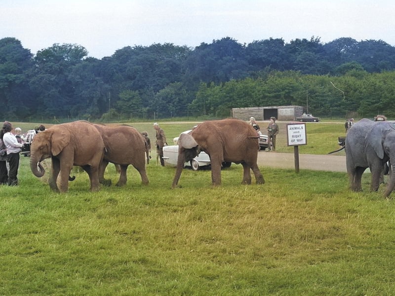 These elephants were on a wander in the park, close to the sign which tells the public that the animals have right of way.