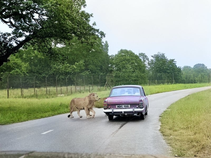 This inquisitive lion checks out a family in a car in a Sunderland Echo archive photo from July 1972.
