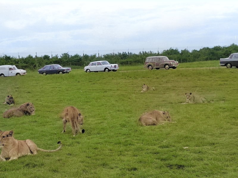 The lions don't seem the slightest bit bothered by the people who have come to see them as they relax on the grass at Lambton Park.