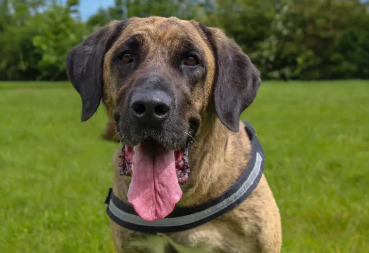 Khaleesi is on the lookout for her forever home. A family who are around majority of the day will be ideal. This will help with settling into a new environment and routine as well of course providing an abundance of companionship which she adores. Further training will be beneficial, including walking calmly on the lead and having a refresher with house training.