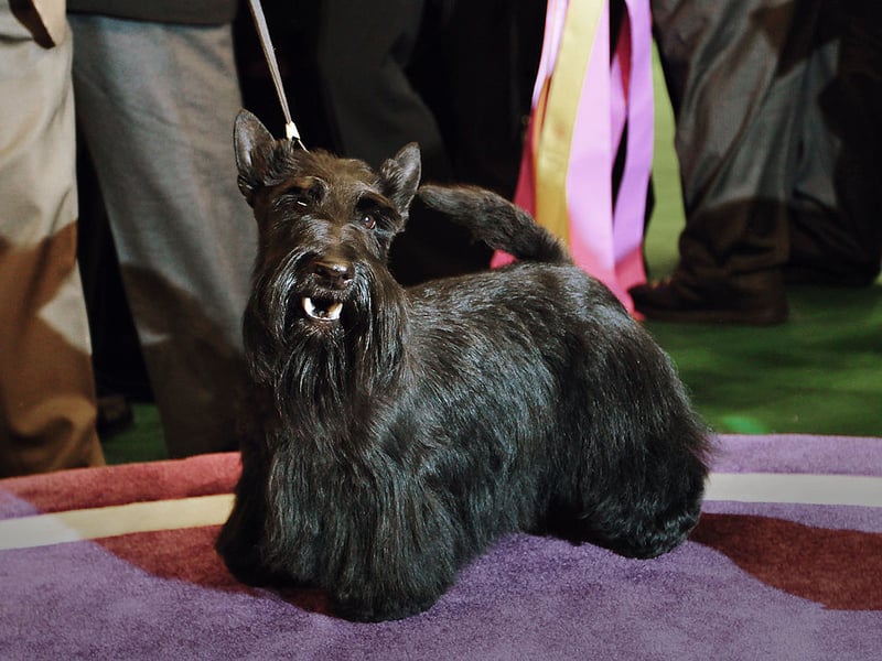 Scottish Terriers are determined, confident dogs bred to work independently underground to hunt small burrowing animals. Their strong-willed nature and self-confidence make them less dependent on continual human reassurance - they know what they like and don't need anybody to tell them what to do.