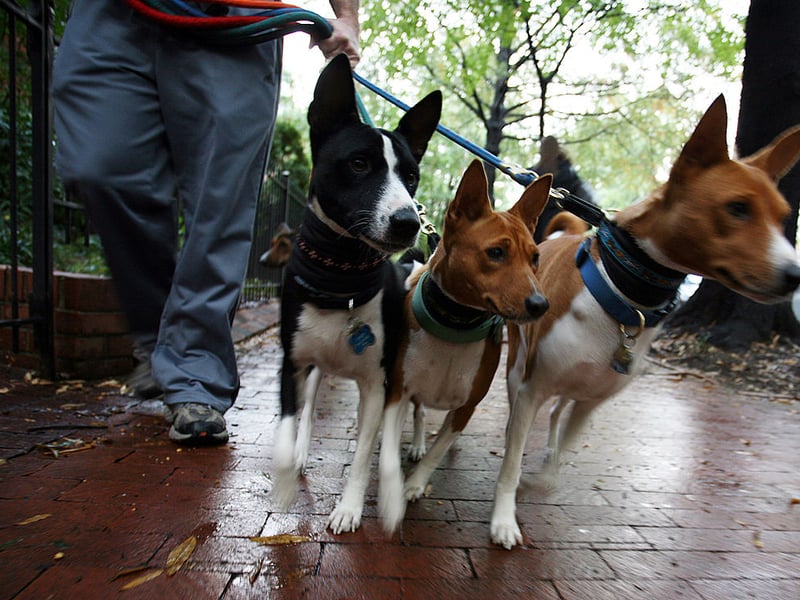Famously the only dog that doesn't bark (it makes an odd yodelling noise instead), the Basenji is a hunting dog from Africa that could never be confused with a lap dog. These dogs see themselves as their owner's equal, with commands seen as recommendations to be considered.