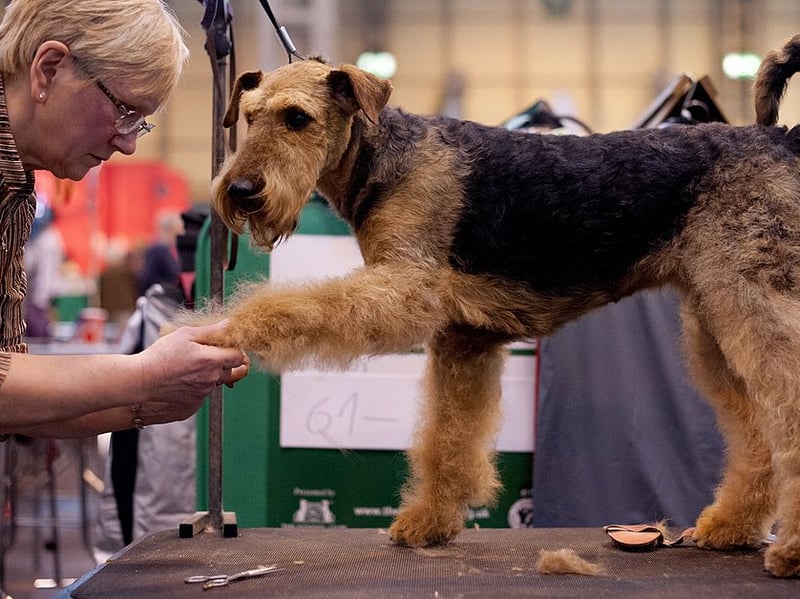 The Airedale Terrier was bred to be an expert rat catchers - a job that was usually carried out without any human handler. They still enjoy playing by themselves and won't be told otherwise.