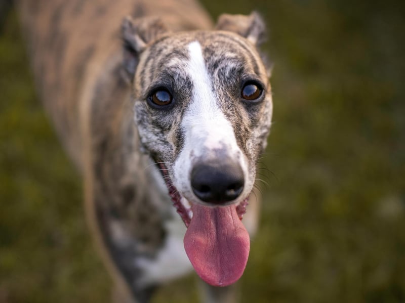 The Greyhound is an interesting mix. Naturally lazy, they'll happily curl up next to you on the couch for hours - but this is purely because it suits them. Try to get them to do something they don't want to do and you'll quickly understand how independent they are. These are dogs that are not needy when it comes to human interaction.