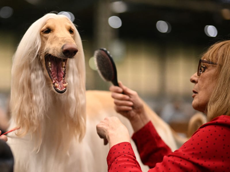 The Afghan Hound is beautiful and it knows it - with an aloof attitude that suggests it is merely putting up with its human. Afghans like to have their own space to chill by themselves. 