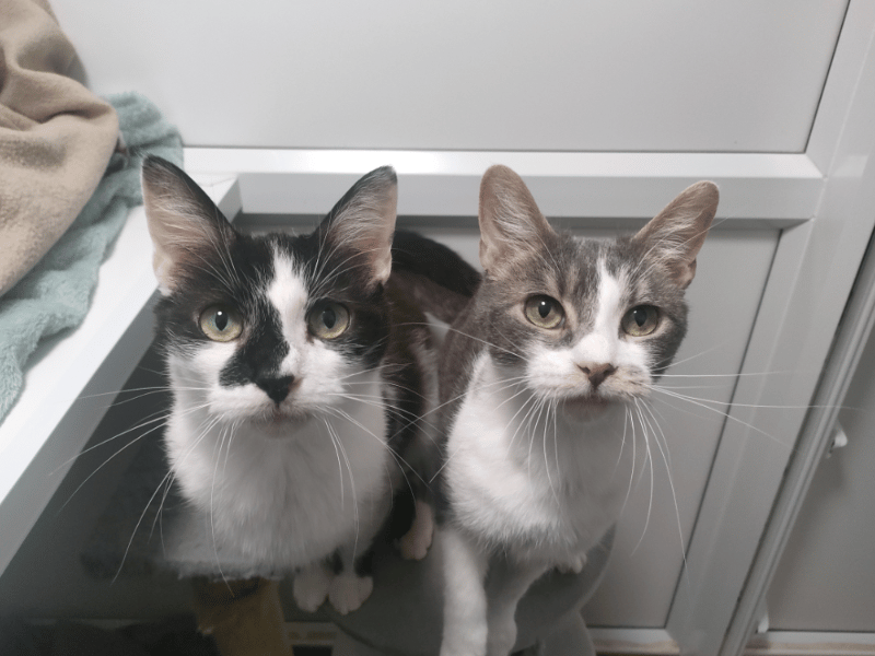 Smudge and Shadow are a bonded package deal who do absolutely everything together. They arrived at the centre from an unsuitable home, underweight and suffering from hair loss and sore skin due to fleas, but they have since completely transformed. Staff describe Shadow as the more outgoing of the two, greeting visitors with a loud meow, while Smudge is a little more subtle and likes to offer gentle head bumps.