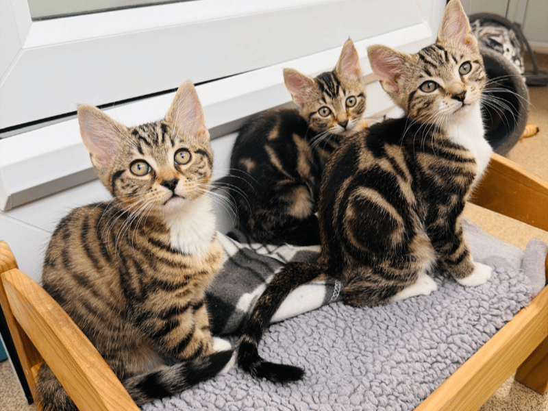 Described by staff as the three musketeers of the cattery, Billy, Dave and Doris are an energetic trio who spend their days chasing shoelaces and supervising apartment cleaning. While they love company, they do not show a particularly strong pair bond, meaning they can be adopted as a pair, with one finding a home separately, or individually if there is already a playful feline friend waiting for them.