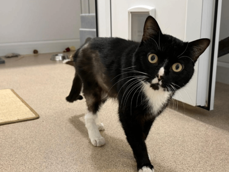 Duncan is a sweet but cautious boy who is looking for a patient, adult-only home where he can build a close bond at his own pace. He arrived at the centre after his previous owner sadly lost their home, which left him a little unsettled. Staff describe him as a gentle character who loves quiet conversation and can easily be won over with treats. He is a bit of a night owl, becoming much more active and playful as dusk arrives.