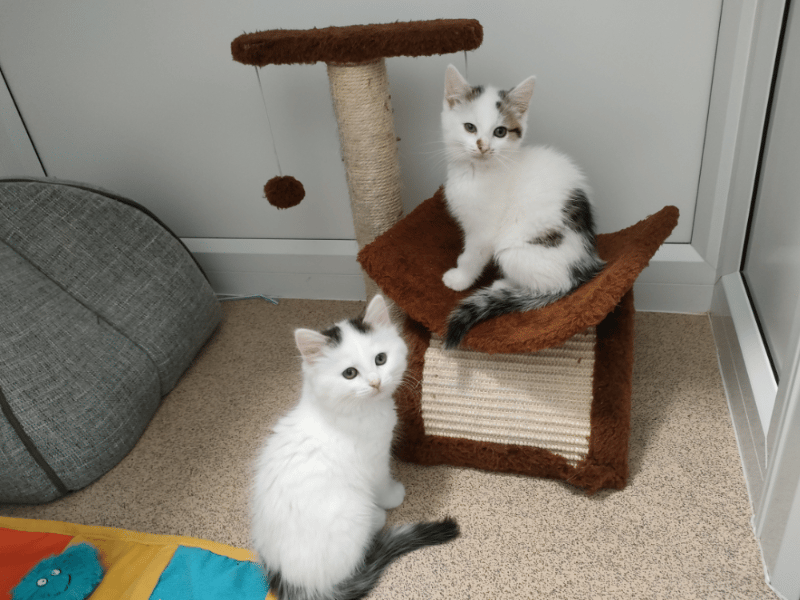 Edgar and Edith are a gentle brother and sister duo who share a close bond and are looking for a home together. Staff describe them as sweet but slightly nervous kittens who can be startled by loud noises, meaning they would thrive best in a quiet environment where they can build their confidence at their own pace.