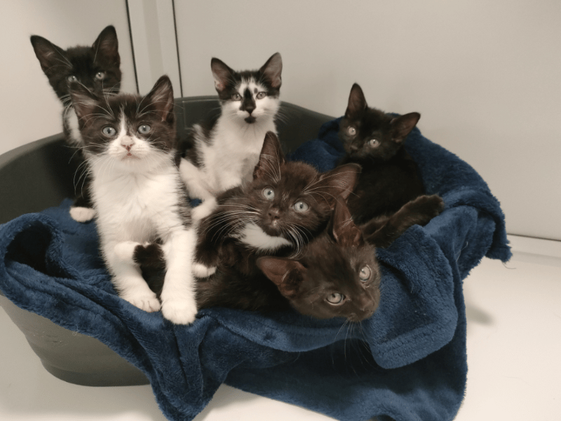 Bobby, Maddie, Phoebe, Libby and Deirdre are described by staff as a wonderfully playful, curious and adventurous group of kittens who approach every day with enthusiasm. They are confident, friendly and love being involved in whatever is happening around the house. Because they do not share any particularly strong pair bonds, they can be successfully adopted individually, as a pair, or in other combinations.