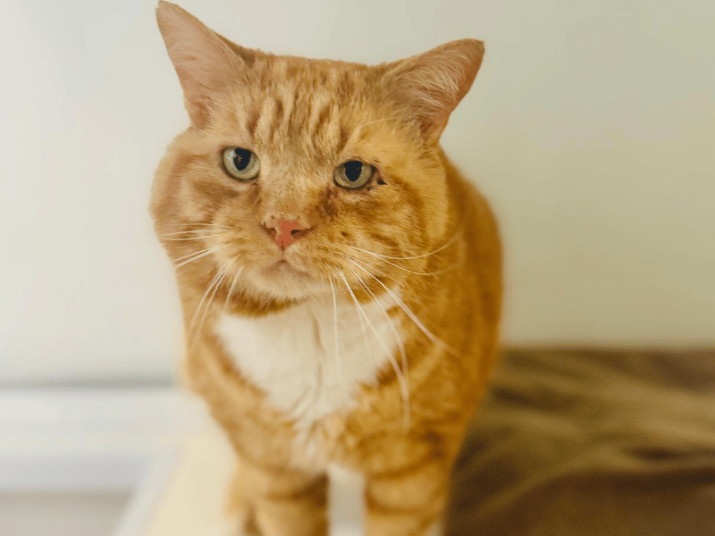 Billoo is an affectionate boy who is stepping into his senior years and looking for a calm, adult-only home. He spent his entire life living with one person who sadly could no longer care for him, and it is clear he was very well loved. Staff describe him as a wonderfully friendly cat who loves company, chin scratches, and finding cosy spots for bird watching and napping.