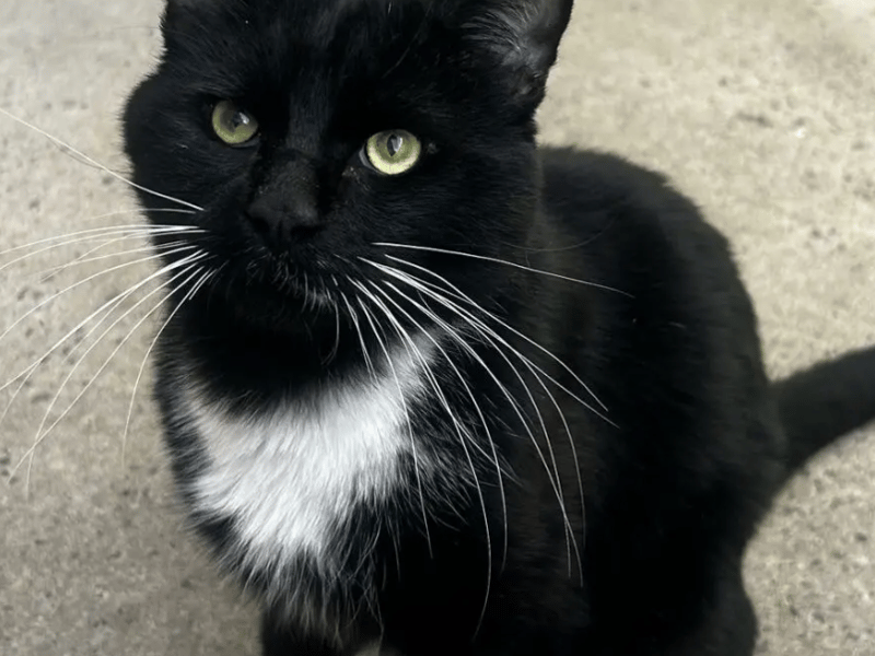 Ray is a wonderful boy who has been a pleasure to get to know and spend time with during his time at the shelter. He is a super friendly lad who loves people. Staff have no background information on Ray after he arrived into their care as an unneutered stray with no microchip, but they suspect he must’ve been in a home at some point in his life as he is such a sociable chap.
