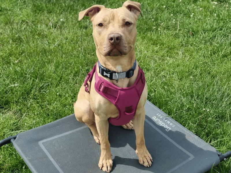 Zena is a wonderful, energetic and affectionate girl. She has a heart of gold and is literally brimming with excitement! She is beautiful inside and out and makes sure there is never a dull moment when she is around!