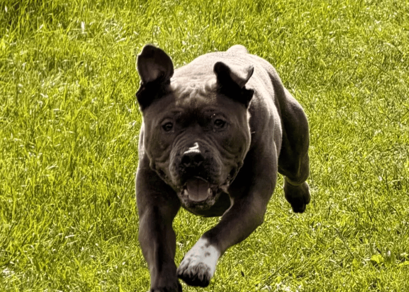 Wyatt is a friendly, fun and boisterous lad with the attention span of a goldfish! Although he always means well, Wyatt can get a little over excited at times and can behave in silly ways.
