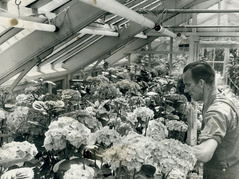 Walsall Arboretum gardener Mr F Townsend tends to a sea of vibrant hydrangeas inside the park's glasshouses in May 1962. To ensure the flowers were in full, glorious bloom for Her Majesty Queen Elizabeth II's upcoming visit to the town, the botanical display was being forced into early growth using overhead lamps providing 'artificial sunshine.' The meticulously cultivated blooms provided a stunning floral welcome for the monarch, showcasing the extraordinary care and skill of Walsall’s parks team during the royal celebrations. Do you remember visiting the glasshouses at Walsall Arboretum or seeing the civic floral displays during the Queen's 1962 visit?