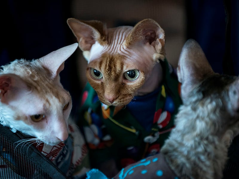 Active and playful, Cornish Rex cats use vocalizations to engage people. They often meow for attention, playtime, food, or simply to stay involved in family activities - whether they are welcome or not.