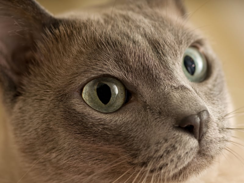 A blend of Siamese and Burmese ancestry, the Tonkinese shares the formers expressive and communicative demeanor. Their voice is generally softer than a Siamese’s but is still used frequently - and the Burmese (as we'll hear) isn't exactly a shrinking violet.