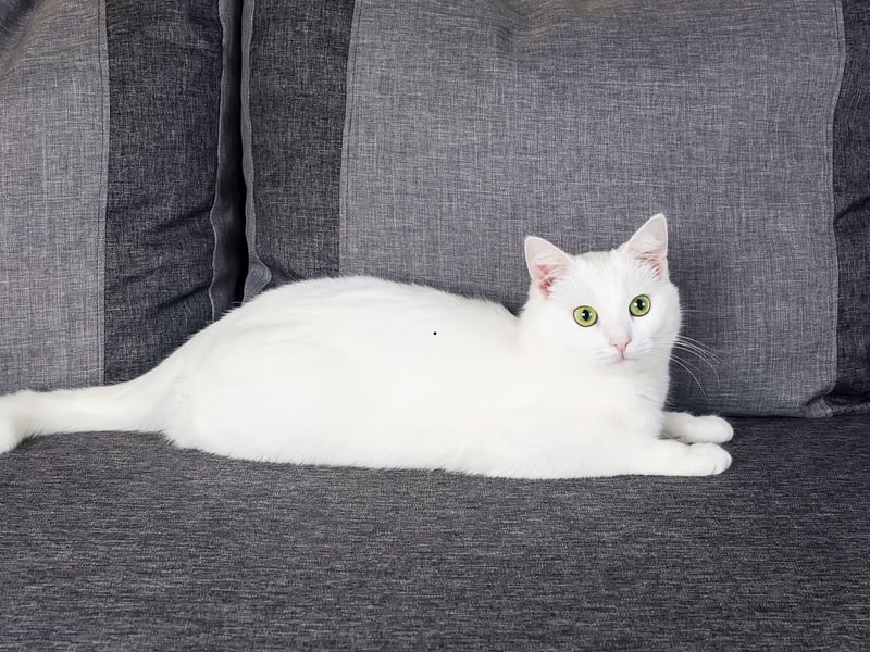 Graceful and intelligent, Turkish Angoras often communicate their deepest desires vocally. While not always loud, they tend to chat persistantly until they get the attention or entertainment they desire.