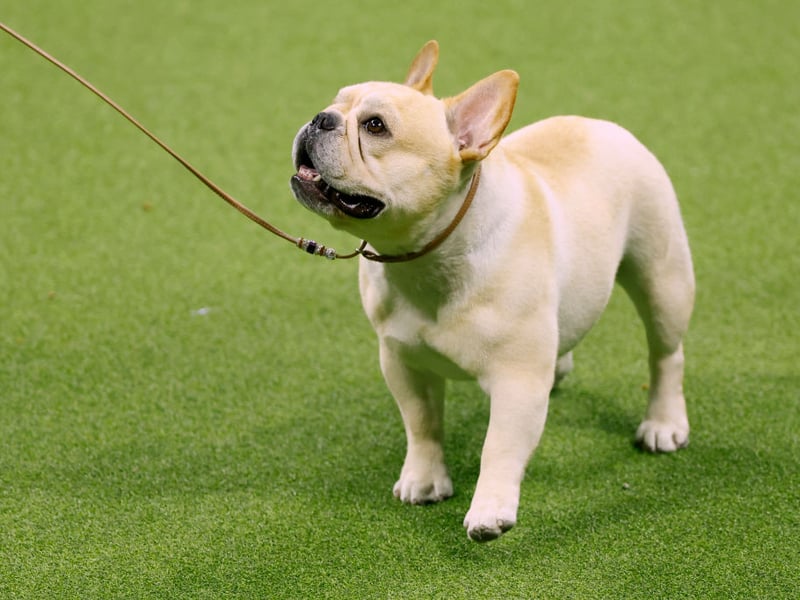 Just like its cousin from across the Channel, the French Bulldog finds it hard to breathe in hot weather. Combined with their love of rushing around while out and about, it means walks in the sun can be a disaster. Take them out for their daily outing early ihe morning or in the evening instead.