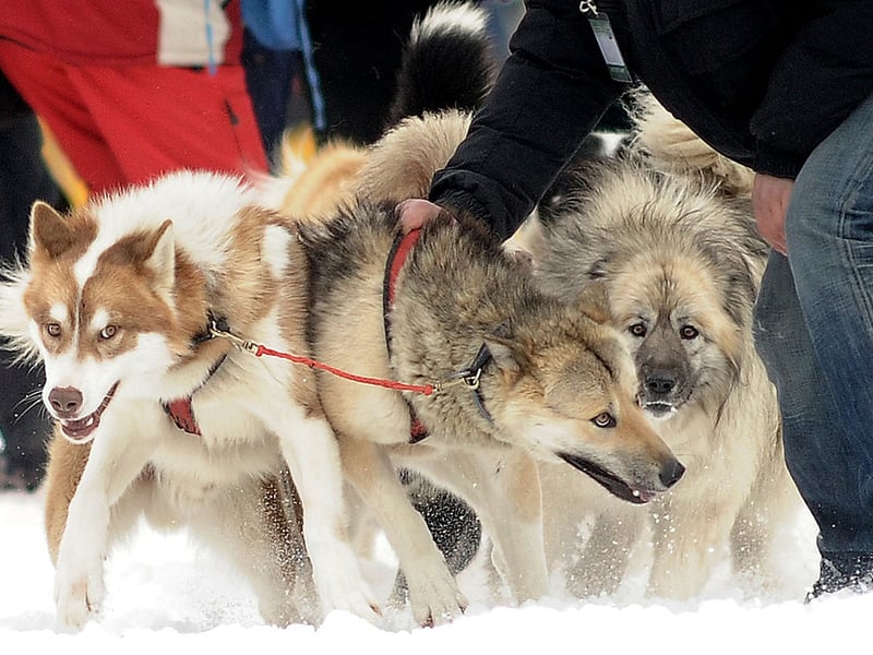 Considering the Alaskan Malamute has been bred over centuries to pull sleds over freezing Arctic tundra, it's perhaps not surprising that sunbathing isn't really their thing. Their thick, fleecy coat means they just can't cool down when the temperature rises. The same goes for their close cousins, the Siberian Husky.