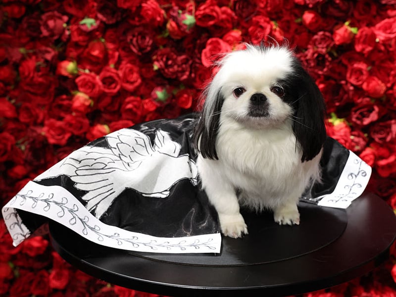 The Pekingese’s flat face, thick double coat, and compact build create a combination highly associated with overheating. Even brief exposure to heat can become dangerous.