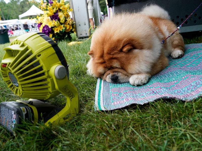 Another breed with a luxuriously thick coat, regularly brushing a Chow Chow to thin out its fur can help it cope better with summer days.
