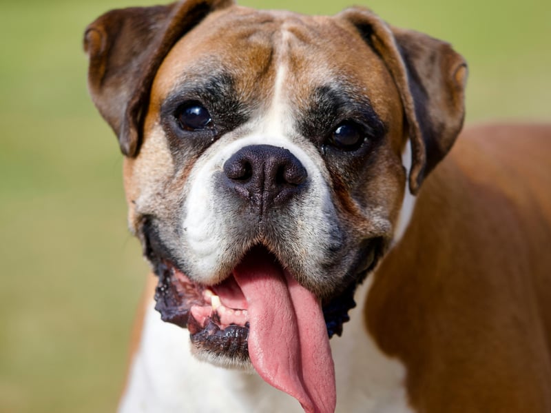 Suffering from all the same issues as the Pug, the Boxer also doesn't realise that it's getting too hot while dashing about on its daily basis. Ensuring your pet takes plenty of breaks is important with this breed.