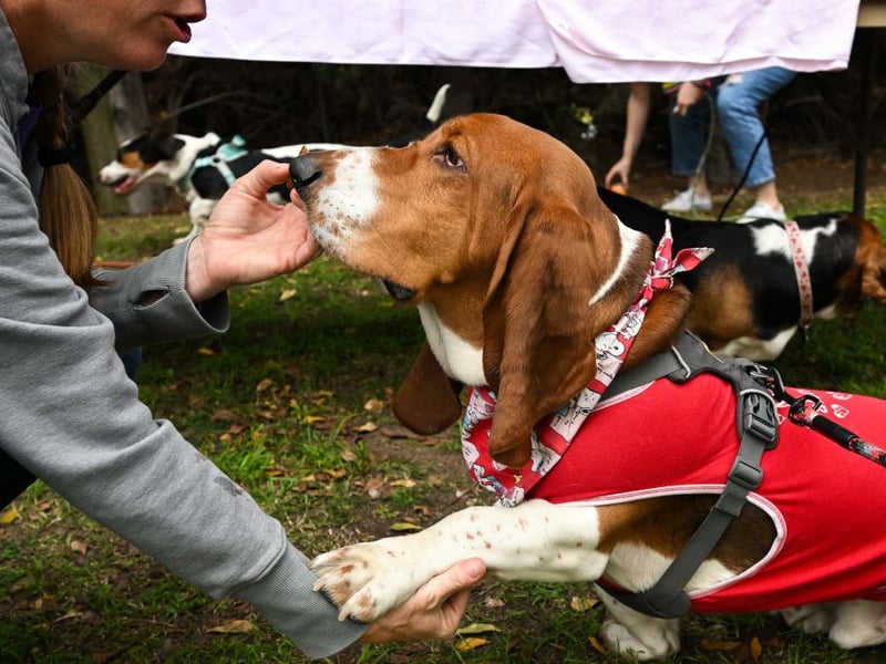 Basset Hounds are utterly adorable but are prone to a range of joint issues, digestive issues including bloating and the serious blood clotting condition Von Willebrand. Taking out health insurance on this breed is essential and regular vet visits for checkups recommended.