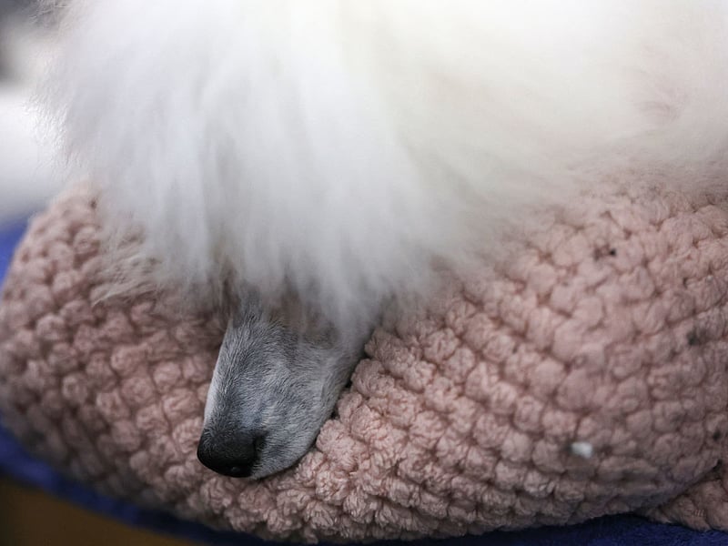 We're starting off with the healthiest of pups who shouldn't need to visit the vet too often. No matter which size of Poodle you go for - Standard, Miniature or Toy - these immaculate dogs tend to stay in good health, with a lifespans of up to 18 years. Only older dogs tend to develop the joint and eye issues common to the breed.