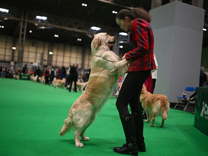 What's true of the Labrador Retriever tends to also be the case with close cousin the Golden Retriever - and this extends to health issues. They are also prone to developing ichthyosis, a genetic skin condition.