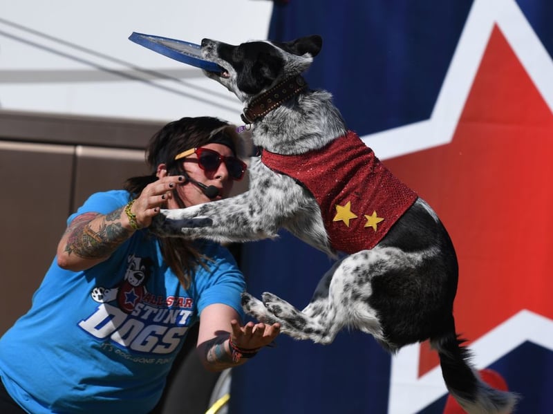 A relatively rare breed in Britain an Australian Cattle Dog called Bluey made it into The Guiness Book of Records as the world's oldest dog. He reached the amazing age of 29. While longevity and health don't always go hand-in-hand, the breed are known to stay fairly fit until a ripe old age.