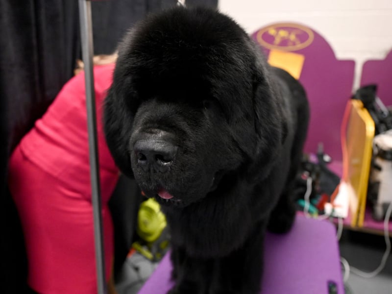 The Newfoundland's huge size is responsible for its most common health problem - a condition called Subvalvular Aortic Stenosis which decreases the blood flow to the heart causing cardiac arrest. They are another breed prone to hip and elbow dysplasia.