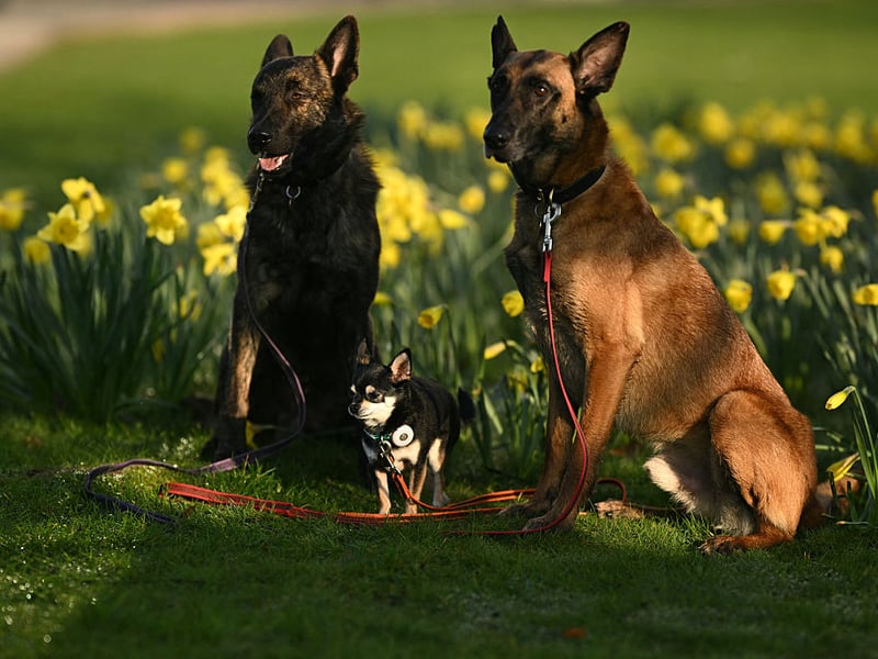Bred as herding dogs, the Belgian Malinois is a close cousin of the more popular German Shepherd. Like many working dog breeds they are naturally intelligent, very hardy and tend to stay healthy. The one condition they are predisposed to is cataracts.