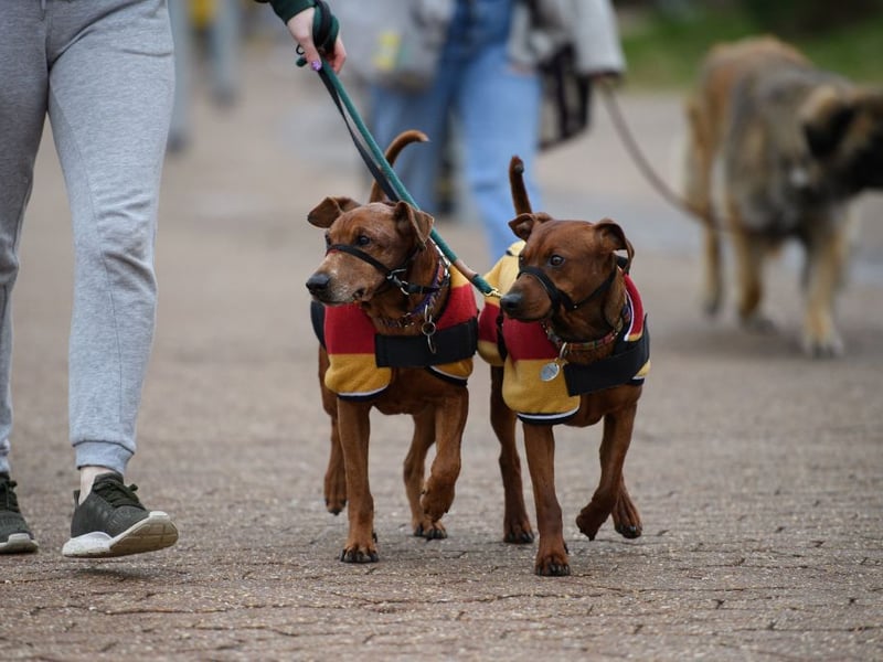 The German Pinscher is not known for any particular breed-specific health conditions, other than the usual eye and hip complaints later in life. Regular excercise and proper care should lead to a long and healthy doggy life for these born entertainers. 