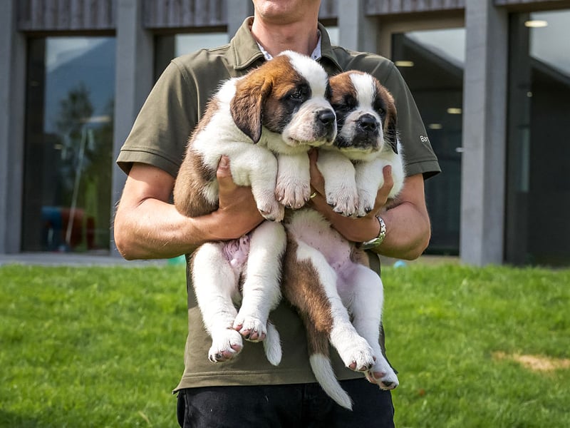 Saint Bernards have two main health concerns - a predisposition to bone cancer and an abnormality in the heart muscle called cardiomyopathy. Owners should keep a close eye on their pets to look out for signs of pain when the dog walks, or changes in breathing indicative of a heart problem.