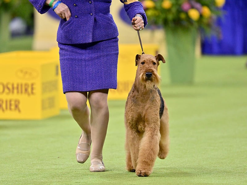 Also known as the Bingley Terrier, the King of Terriers or the Waterside Terrier, the Airedale Terrier is a breed that was first bred in the West Riding of Yorkshire. It's a dog a relatively low number of health concerns, with cancer being the leading cause of death. 