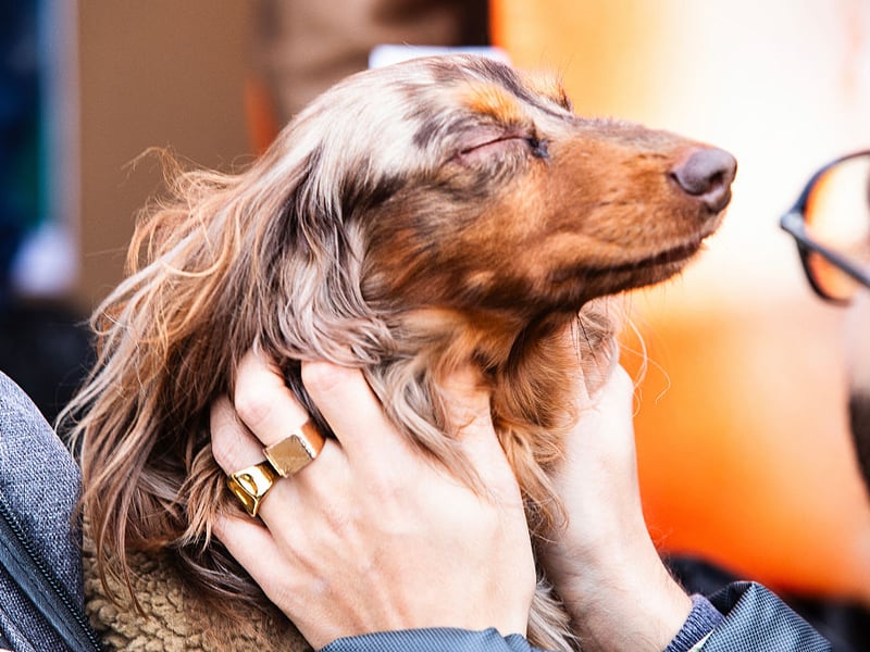 That long spine that gives the Dachshund it's sausage dog shape means problems like intervertebral disc disease are common. These wee characters are also prone to obesity, dental issues, and patellar luxation.