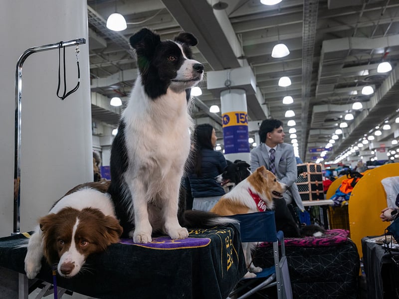 The lively and loveable Border Collie used to suffer frem several genetic conditions but DNA testing by breeders has helped eliminate many of them, meaning they tend to now be one of the healthiest breeds. Deafness and epilepsy are the two most common conditions to still affect the world's most intelligent breed of dog. 