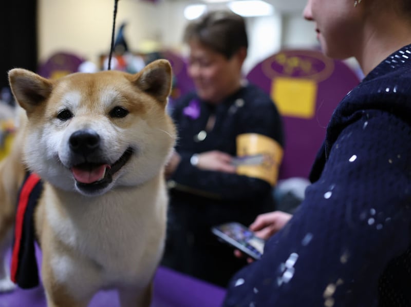 Loved in their native Japan for their extreme loyalty, the Shiba Inu is not usual amongst dogs in that it can ofter suffer arthritis in their later years. Other than that though, they have every chance of living issue free for many years. 