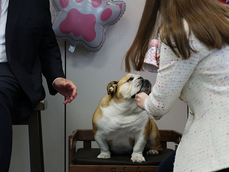 English Bulldogs struggle with the same flat-face issues as the smaller Pug (and their close cousins the French Bulldog). They also can become obese quite easily, can suffer from allergies and commonly get skin infections in their skin folds. 