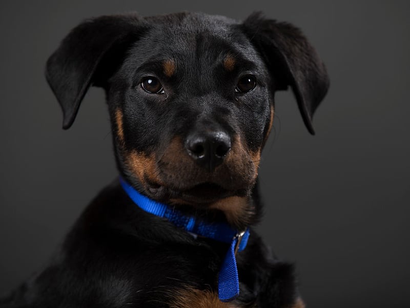Rottweilers are another breed predisposed to developing hip and elbow dysplasia so it's a good idea to keep an eye on how they are walking. This breed can also develop a degenerative bone disorder called osteochondrosis, arthritis, epilepsy and bone cancer.