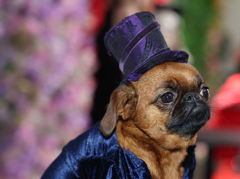 Pugs are brachycephalic dogs (flat-faced) meaning they are liable to develop health issues that others are not - particularly breathing problems. These bundles of fur can also have problems with dermatitis and eye infections.