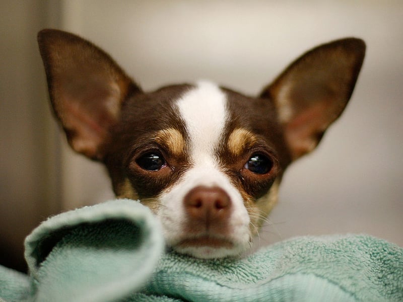 The world's tiniest breed of dog is also one of the healthiest. The miniscule Chihuahua has very few ailments particular to the breed, although older dogs may develop eye and cardiac issues - much like humans. This is the breed that typically lives the longest.
