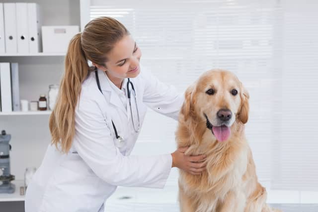Some dogs are more likely to suffer health issues than others.