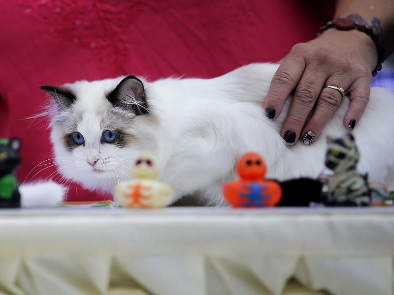 The adorable Ragdoll cat breed is super laid-back and, sadly, prone to urinary tract problems - although they are far from unhealthy as a whole.