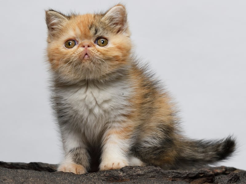 The Exotic is another breed that is predisposed to Brachycephalic Obstructive Airway Syndrome (BOAS) which result in breathing and feeding problems. The flatter the face the more the cat is at risk.