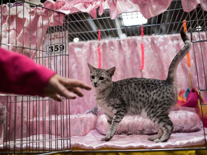 The Egyptian Mau is one of the fastest domestic cats and is known for its exceptional health. With a lifespan of 12–15 years, they are generally free from major hereditary diseases. Their alert and energetic temperament contributes to their overall well-being.
