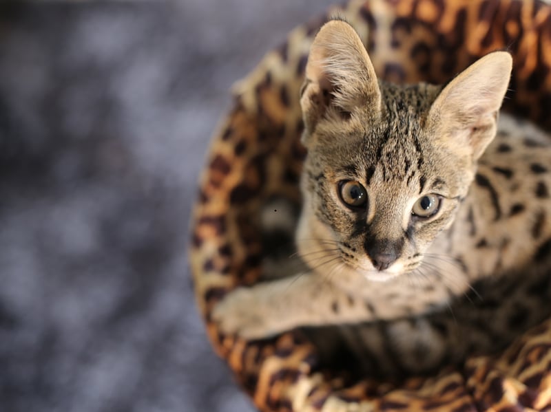 Savannah cats are a hybrid breed known for their excellent health and athletic build. With a lifespan of 12–20 years, they are one of the longest-living cat breeds. Their hybrid genetics give them a strong immune system and resistance to many feline diseases.