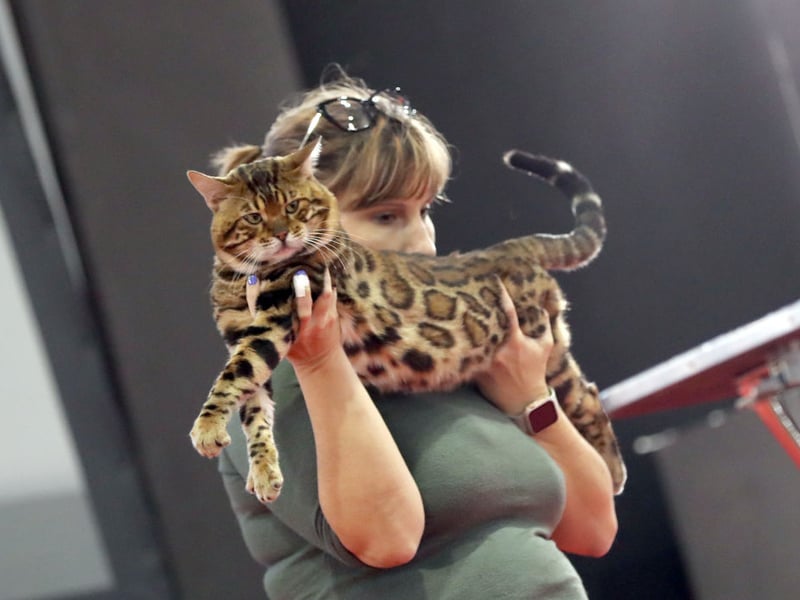 The gorgeous, fun-loving Bengal cat breed are known for their gorgeous markings and ability to climb, though some Bengal cats suffer from hereditary conditions such as knee and hips problems. As they have been created by breeding domestic cats with wildcats (the Asian Leopard Cat) they can also be aggressive and territorial.